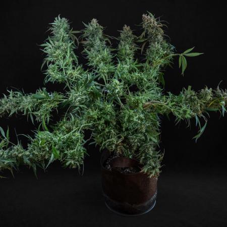 04 | WALTER WHITE (54W)