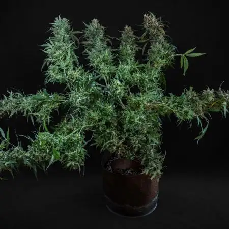 04 | WALTER WHITE (54W)