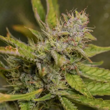 Syrup Sisters (1st grow | 50 W)