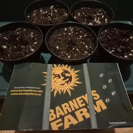 Apple Fritter Barneys Farm Summer 2025