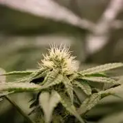 Blemics GrowDiaries '4