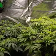 Organics test - Greenhousefeeds organics