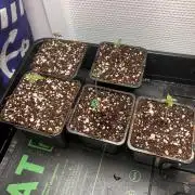 Blemics GrowDiaries '5