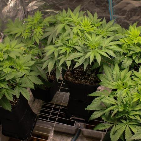 Blemics GrowDiaries '5