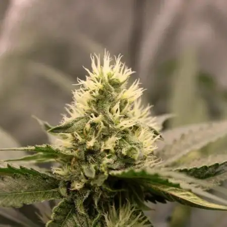 Blemics_ GrowDiaries ´2