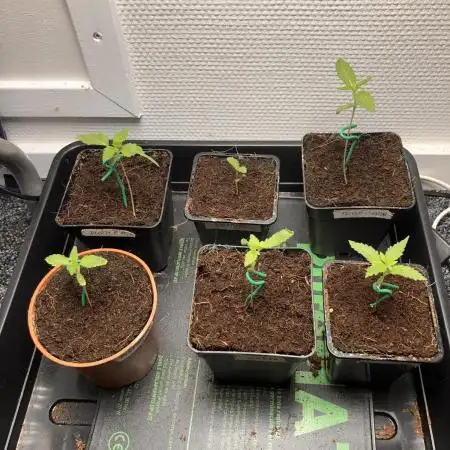 Blemics_ Growdiaries ´3