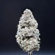 Blemics_ Growdiaries ´3