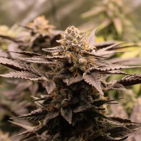 Blemics_ Growdiaries ´3