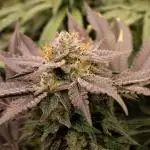 Blemics_ Growdiaries ´3