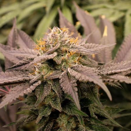 Blemics_ Growdiaries ´3