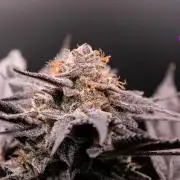 Blemics_ Growdiaries ´3