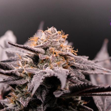 Blemics_ Growdiaries ´3