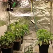 Blemics GrowDiaries '5