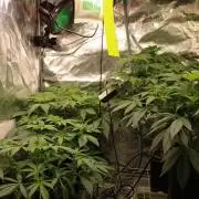 Blemics GrowDiaries '4