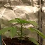 Blemics GrowDiaries '4