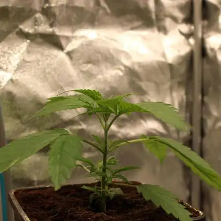 Blemics GrowDiaries '4