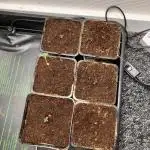 Blemics GrowDiaries '4