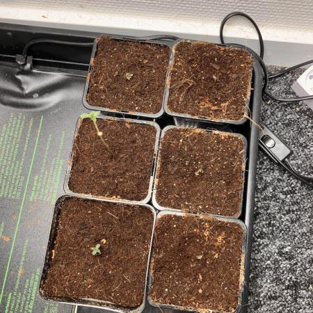 Blemics GrowDiaries '4