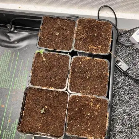 Blemics GrowDiaries '4