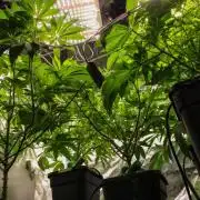 Blemics GrowDiaries '5