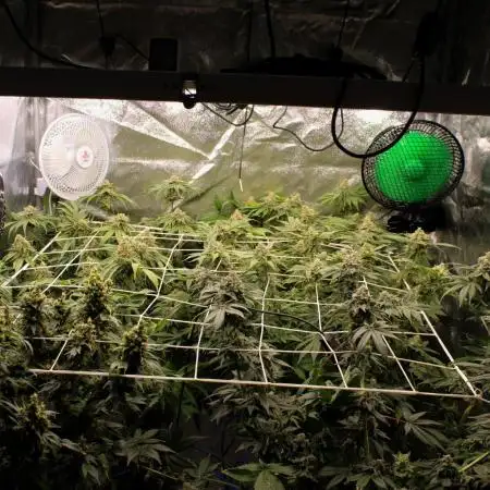 Blemics GrowDiaries ´1