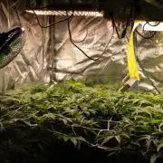 Blemics GrowDiaries '5