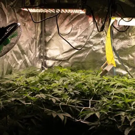 Blemics GrowDiaries '5