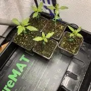 Blemics GrowDiaries '5