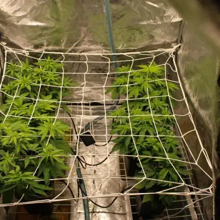 Blemics_ Growdiaries ´3