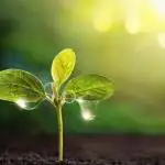 Blemics GrowDiaries '5