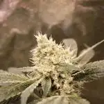 Blemics_ GrowDiaries ´2