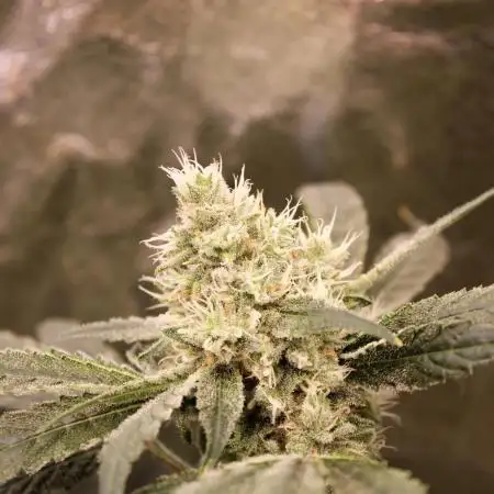 Blemics_ GrowDiaries ´2