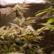 Organics test - Greenhousefeeds organics