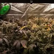 Blemics GrowDiaries '4