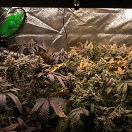 Blemics GrowDiaries '4