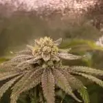 Blemics GrowDiaries ´1