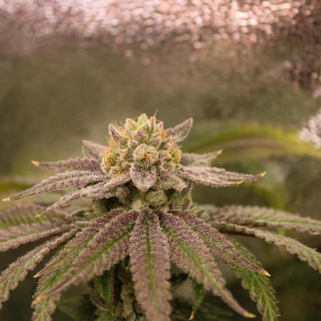 Blemics GrowDiaries ´1