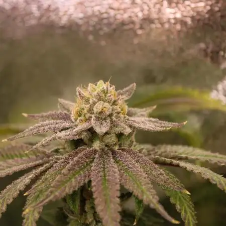 Blemics GrowDiaries ´1