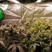 Blemics GrowDiaries '4