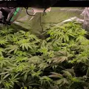 Blemics GrowDiaries '4