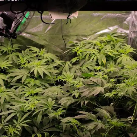 Blemics GrowDiaries '4