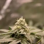 Blemics GrowDiaries '4