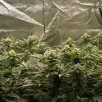 Blemics_ Growdiaries ´3