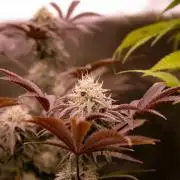 Organics test - Greenhousefeeds organics