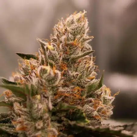 Blemics_ GrowDiaries ´2