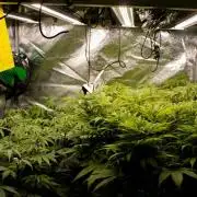 Organics test - Greenhousefeeds organics
