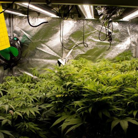 Organics test - Greenhousefeeds organics