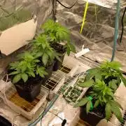 Blemics GrowDiaries '5