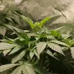 Blemics GrowDiaries '4