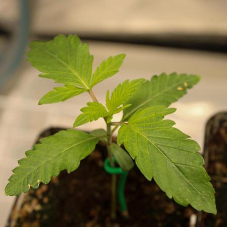 Blemics GrowDiaries '4